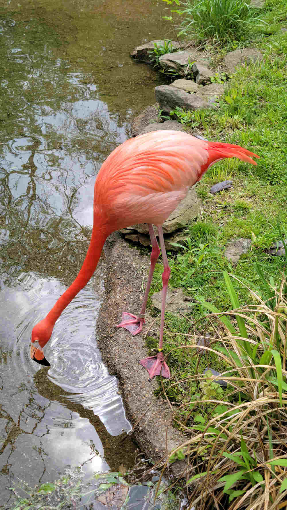 Photo of a flamingo drinking water
